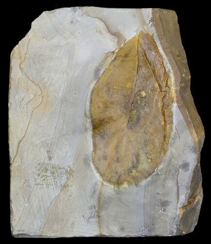 Fossil Dogwood Leaf - Montana #31990